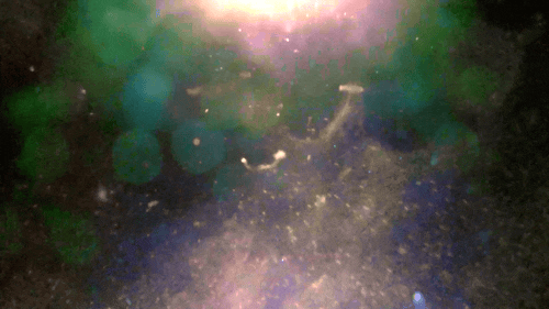 “Mitosis Bloom” begins the journey